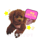 くぅたん日常で使うスタンプpart2（個別スタンプ：8）