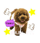 くぅたん日常で使うスタンプpart2（個別スタンプ：21）