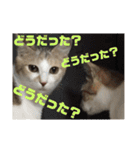 YOUの8にゃんず(=^x^=)vol⑥（個別スタンプ：11）