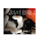 YOUの8にゃんず(=^x^=)vol⑥（個別スタンプ：19）