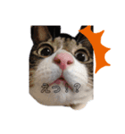 〜犬・猫好きのあなたのためのスタンプ〜（個別スタンプ：3）
