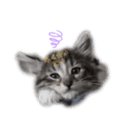 〜犬・猫好きのあなたのためのスタンプ〜（個別スタンプ：4）