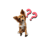 〜犬・猫好きのあなたのためのスタンプ〜（個別スタンプ：5）