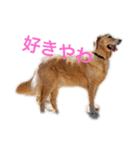 〜犬・猫好きのあなたのためのスタンプ〜（個別スタンプ：7）