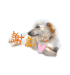 〜犬・猫好きのあなたのためのスタンプ〜（個別スタンプ：8）