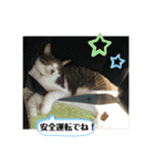 ゆきちとこたま。（個別スタンプ：9）