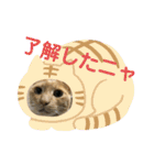 ゆきちとこたま。（個別スタンプ：12）