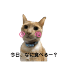 ゆきちとこたま。（個別スタンプ：14）