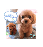 プードルのてぃーちゃん（個別スタンプ：3）