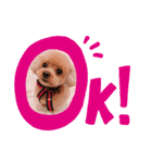 プードルのてぃーちゃん（個別スタンプ：4）