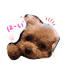 プードルのてぃーちゃん（個別スタンプ：5）