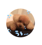プードルのてぃーちゃん（個別スタンプ：9）