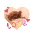 プードルのてぃーちゃん（個別スタンプ：10）