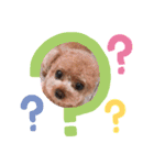 プードルのてぃーちゃん（個別スタンプ：12）