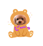 プードルのてぃーちゃん（個別スタンプ：15）