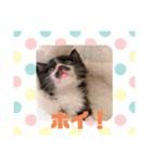 にゃんこパラダイス（個別スタンプ：3）