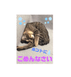 にゃんこパラダイス（個別スタンプ：9）