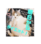 にゃんこパラダイス（個別スタンプ：10）