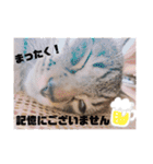 にゃんこパラダイス（個別スタンプ：11）