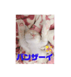にゃんこパラダイス（個別スタンプ：16）