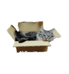 ぁむちゃん（個別スタンプ：1）