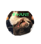 ゆめ・ココアのスタンプ！（個別スタンプ：1）