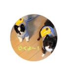 ゆめ・ココアのスタンプ！（個別スタンプ：8）
