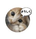 茶猫のスタンプ（個別スタンプ：5）