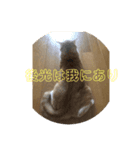 茶猫のスタンプ（個別スタンプ：7）