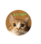 茶猫のスタンプ（個別スタンプ：8）