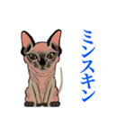 猫シュシュシュ、ろく（個別スタンプ：1）