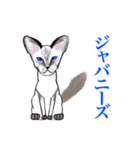 猫シュシュシュ、ろく（個別スタンプ：6）
