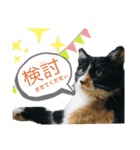 BELLちゃんのスタンプ（個別スタンプ：3）