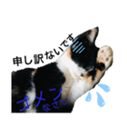 BELLちゃんのスタンプ（個別スタンプ：4）