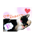 BELLちゃんのスタンプ（個別スタンプ：7）