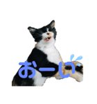 BELLちゃんのスタンプ（個別スタンプ：8）
