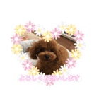 トイプーくるみのスタンプ 日常会話用（個別スタンプ：3）