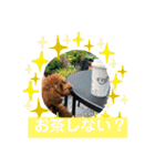 トイプーくるみのスタンプ 日常会話用（個別スタンプ：9）