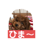トイプーくるみのスタンプ 日常会話用（個別スタンプ：23）