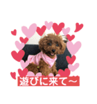 トイプーくるみのスタンプ 日常会話用（個別スタンプ：27）