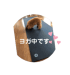 トイプーくるみのスタンプ 日常会話用（個別スタンプ：28）
