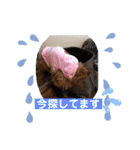 トイプーくるみのスタンプ 日常会話用（個別スタンプ：29）