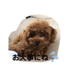 トイプーくるみのスタンプ 日常会話用（個別スタンプ：32）