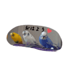可愛いセキセイインコ（個別スタンプ：1）
