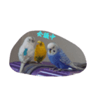可愛いセキセイインコ（個別スタンプ：2）