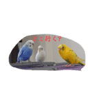 可愛いセキセイインコ（個別スタンプ：4）