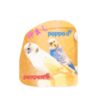 可愛いセキセイインコ（個別スタンプ：8）