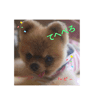 ポメチー＆ポメラニアン（個別スタンプ：5）