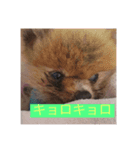 ポメチー＆ポメラニアン（個別スタンプ：7）