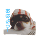 かぼすとせろりとぐれ（個別スタンプ：1）